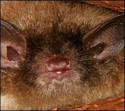 bat removal South Carolina