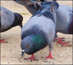 bird removal South Carolina