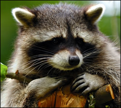 raccoon removal South Carolina