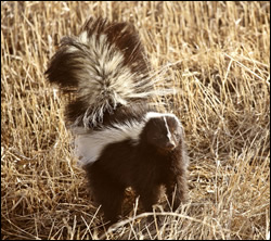 skunk removal South Carolina