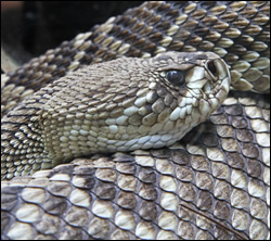 snake removal South Carolina