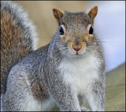 squirrel control South Carolina