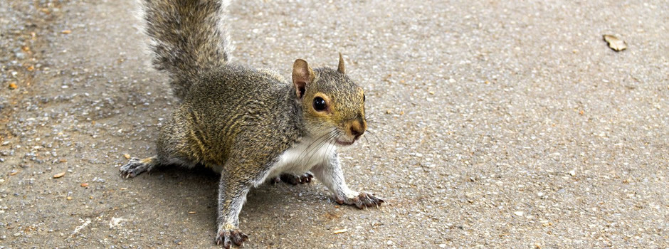 South Carolina Squirrel Removal, Squirrel Control SC